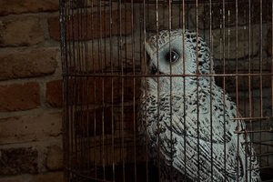 Фотография квеста Школа чародейства и волшебства от компании Victory Quest (Фото 1)